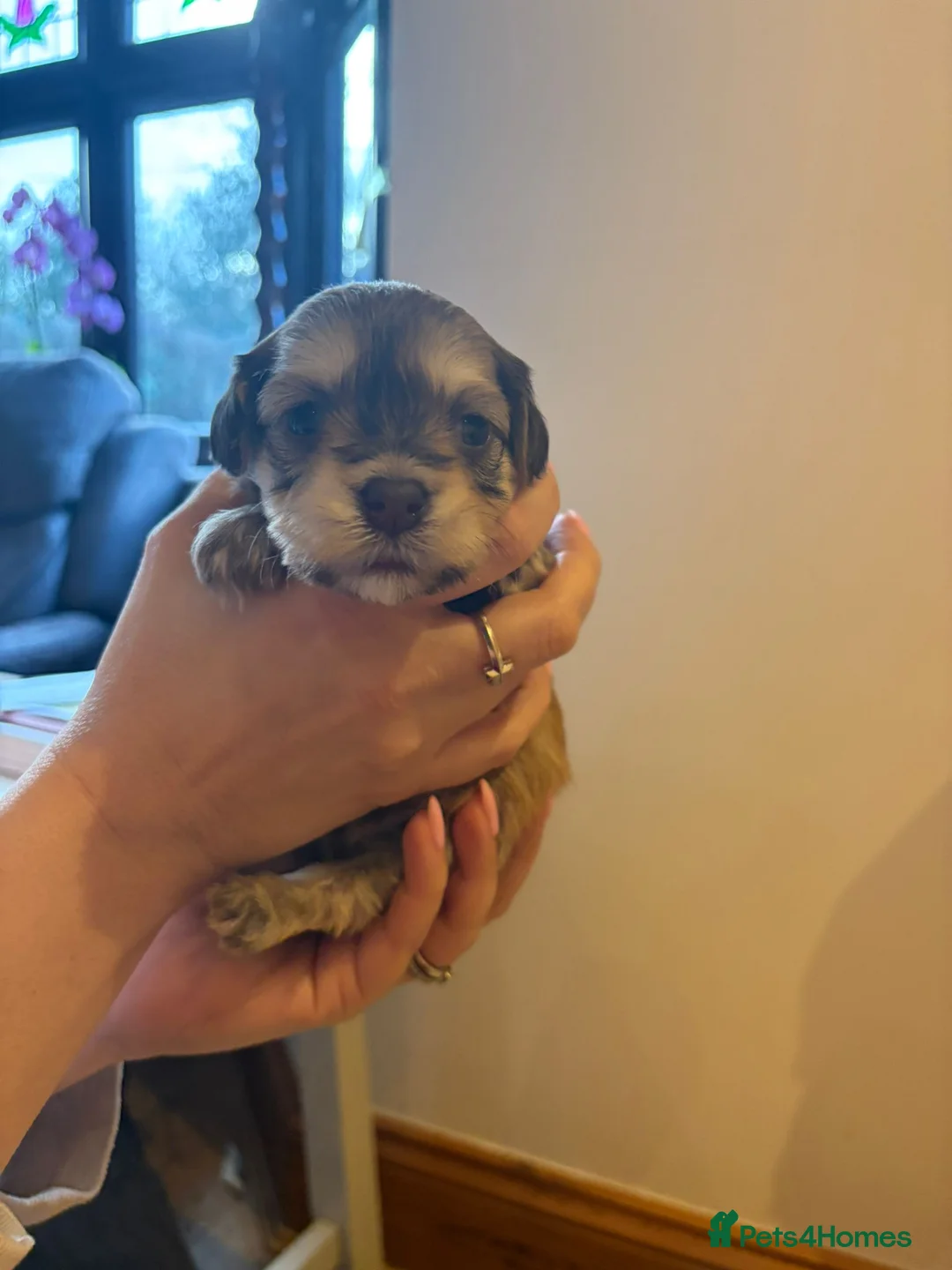 Havanese dogs for sale: Beautiful Havanese puppies - Advert 12