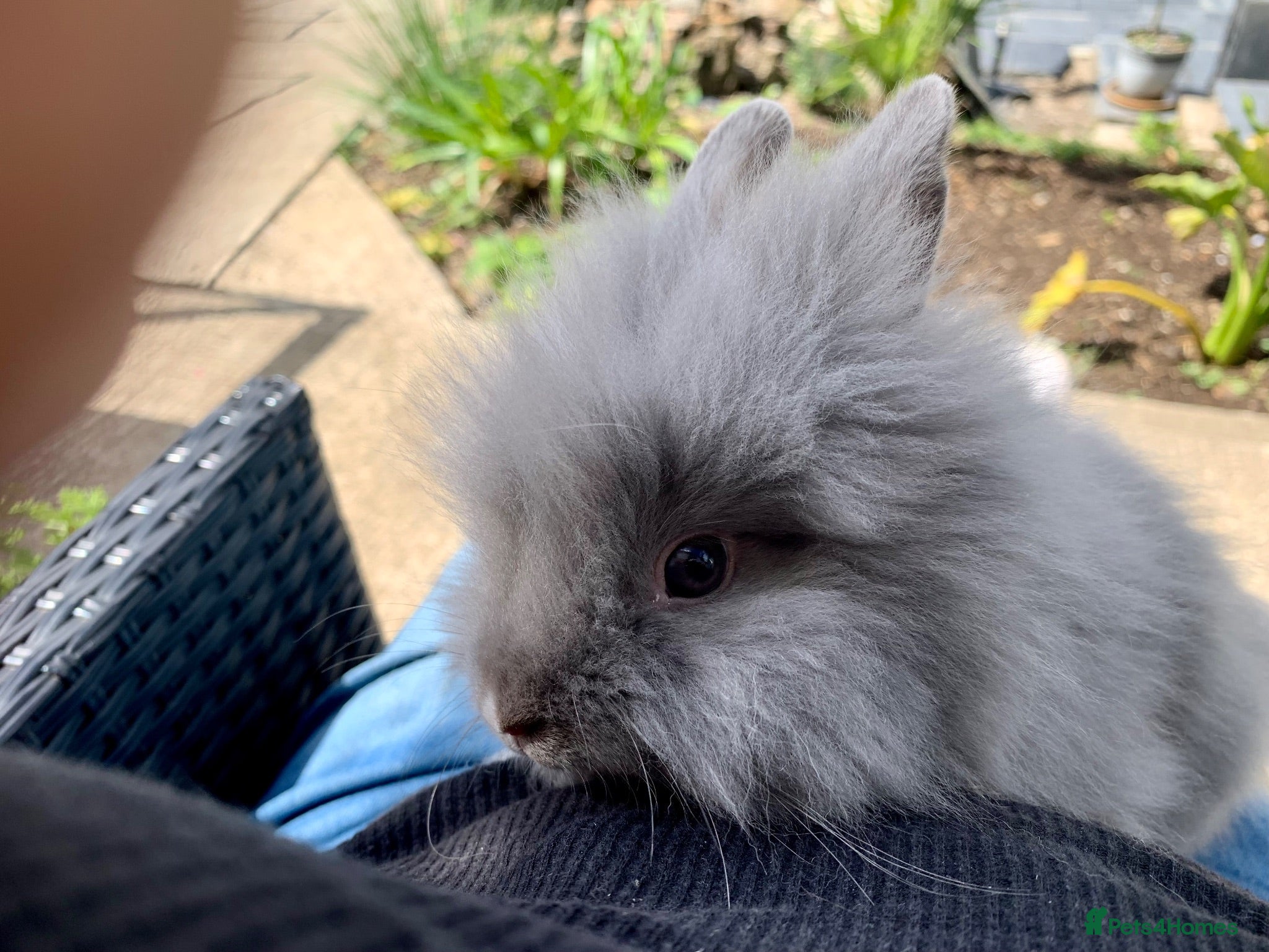 Lionhead rabbits 2 Beautiful dwarf Lion head Bunnies  - Advert 2