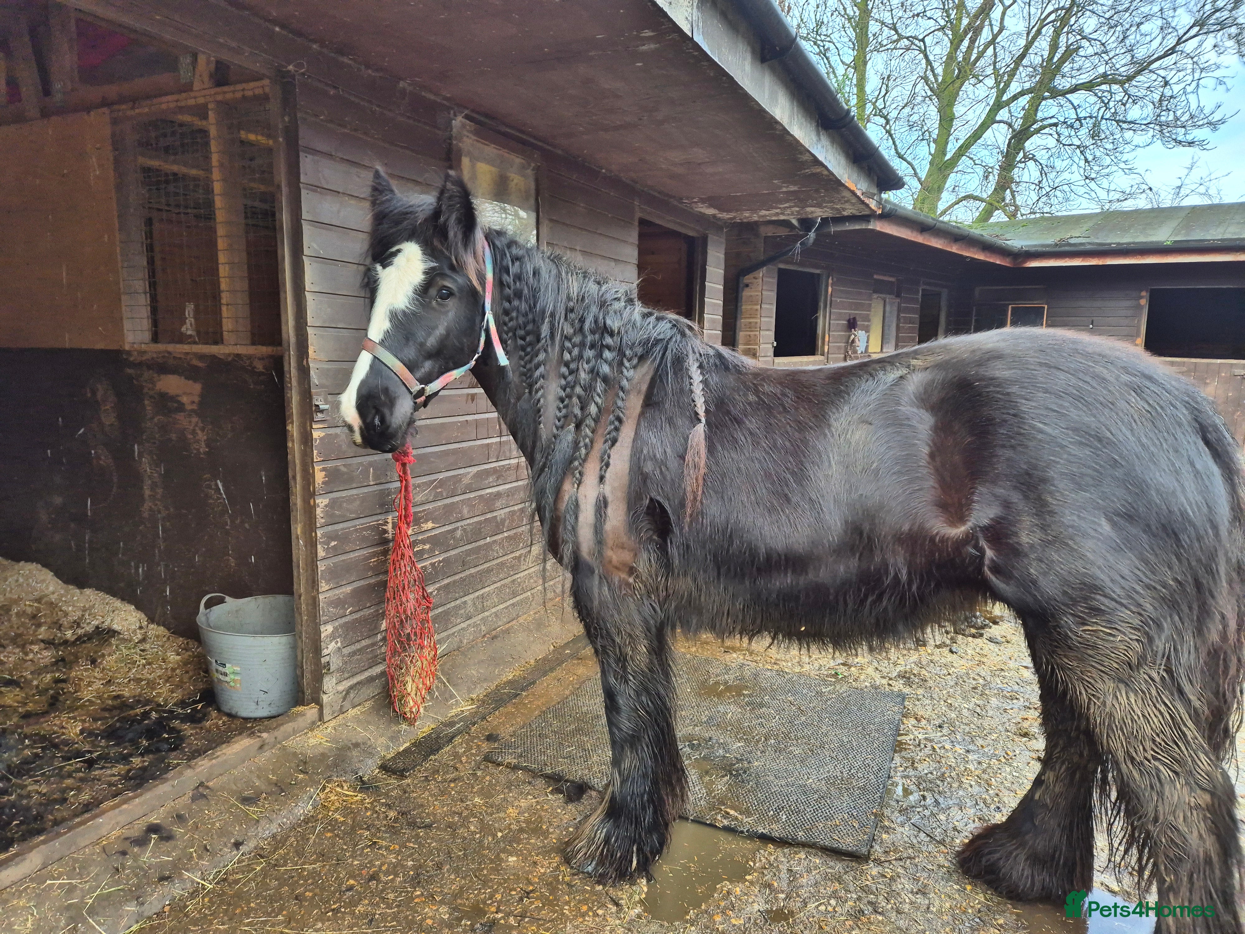 Irish Cob horses 14hh cob mare - Advert 1