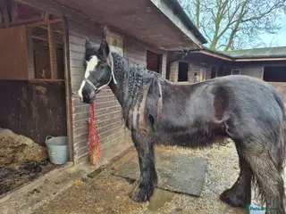 Irish Cob horses 14hh cob mare - Advert 1