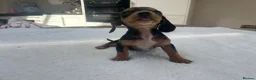 Miniature Dachshund dogs for sale: ****mini dachshunds *** in Nottingham - Advert 22