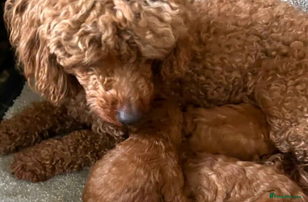 Toy Poodle dogs for sale: Beautiful Toy Poodles  - Image 15