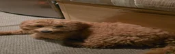 Cavapoo dogs for sale: 5 month old cavapoo female - Advert 7