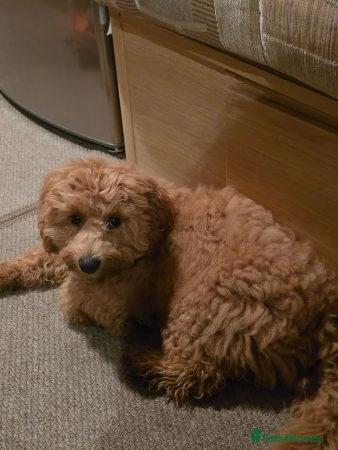 Cavapoo dogs for sale: 5 month old cavapoo female - Advert 7