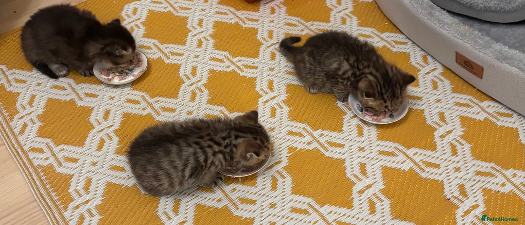 British Shorthair cats for sale: British Shorthair boys  - Advert 17