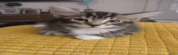 Bengal cats for sale: Bengal- mainecoon mix - Advert 23