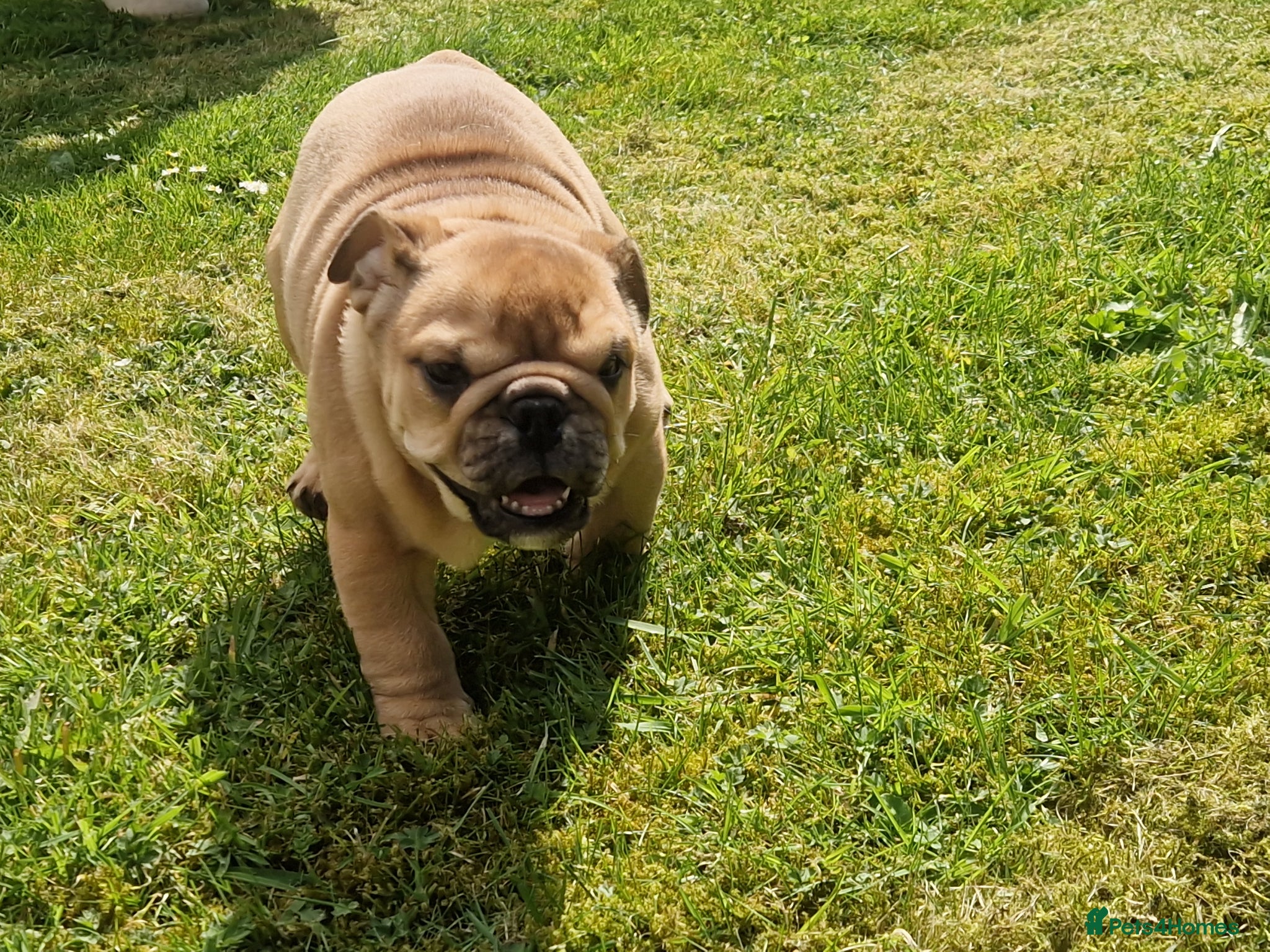 English Bulldog dogs for sale: Beautiful Bull dog puppies  - Advert 4