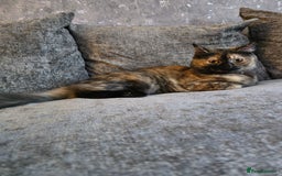 Ragdoll cats for sale: Half ragdoll cat, 1 year old called cookie!! - Image 3