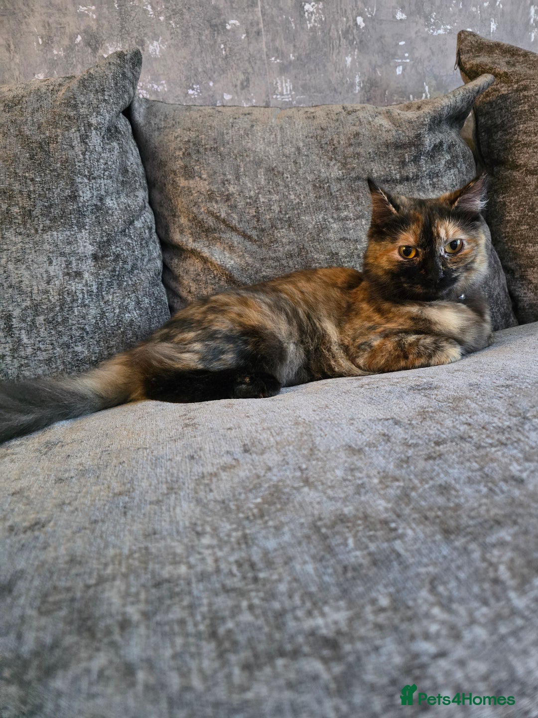 Ragdoll cats for sale: Half ragdoll cat, 1 year old called cookie!! - Image 3