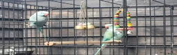 Ringnecks birds for sale: Indian ringnecks - Advert 2