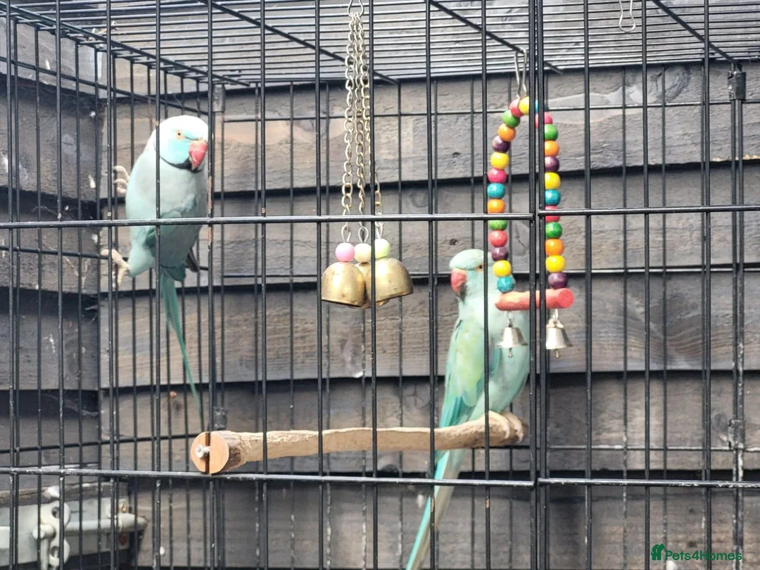 Ringnecks birds for sale: Indian ringnecks - Advert 2
