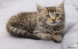 European cats for sale: Beautiful, friendly and playful kittens - Image 3