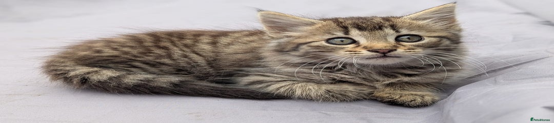 European Kitten 1