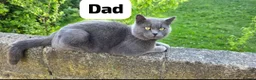 British Shorthair cats for sale:  British  Shorthair  Colourpoint  - Advert 5