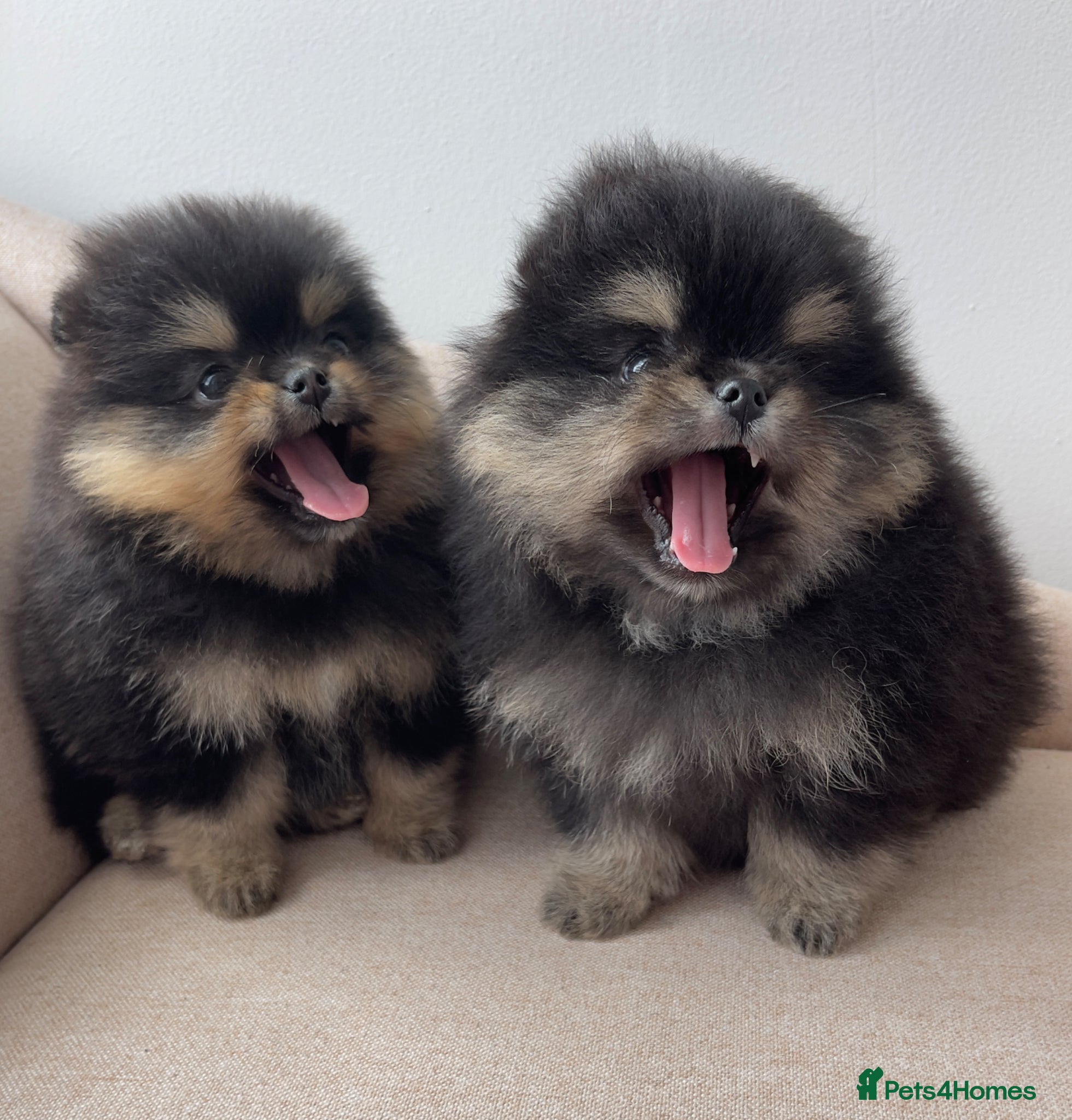 Pomeranian dogs 👑 Exclusive Rare Black & Tan Pomeranians 👑 - Advert 5