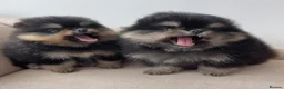 Pomeranian dogs for sale: 👑 Exclusive Rare Black & Tan Pomeranians 👑 - Advert 18