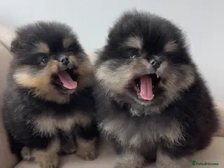 Pomeranian dogs 👑 Exclusive Rare Black & Tan Pomeranians 👑 - Advert 5