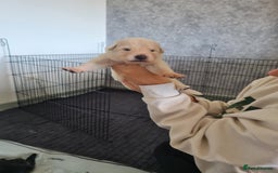 German Shepherd dogs for sale: German shepherd puppies  - Image 3