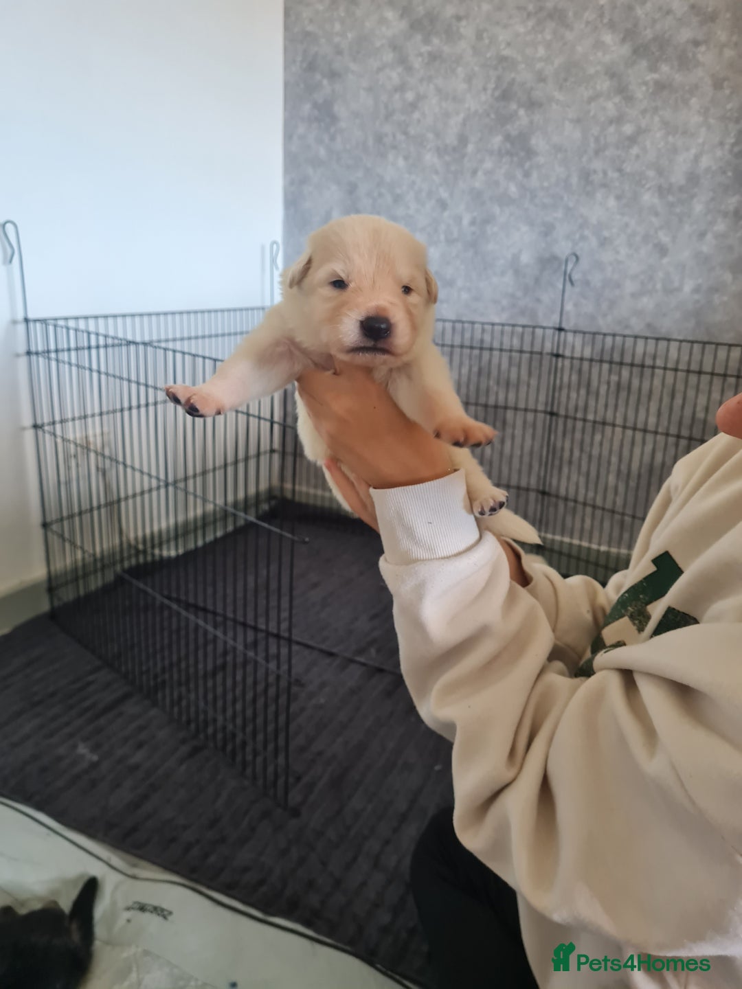 German Shepherd dogs for sale: German shepherd puppies  - Image 3