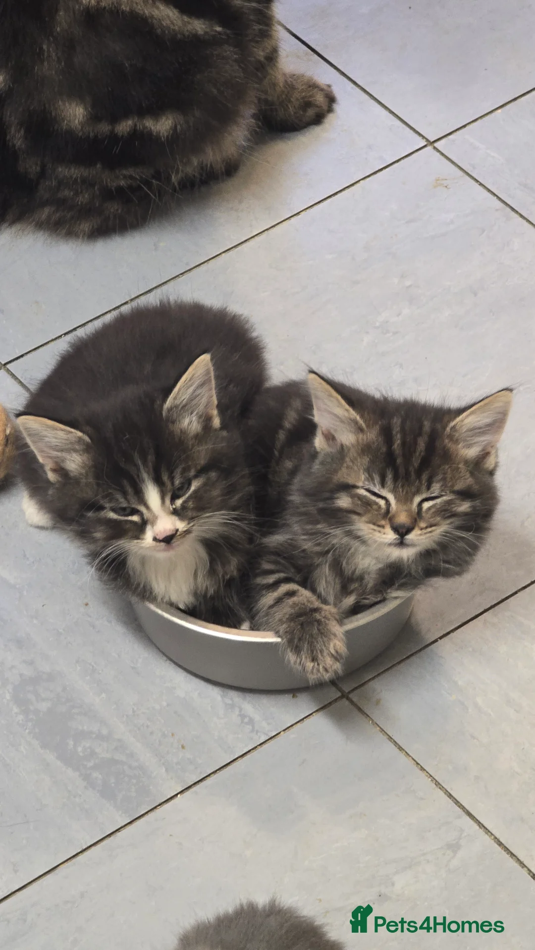 Mixed Breed cats for sale: Fluffy and Beautiful Kittens Seeking Forever Homes - Advert 2