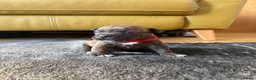 Mixed Breed dogs for sale: 7 Beautiful French Bull Dog Puppies  - Advert 16