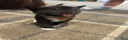 Mixed Breed cats for sale: Beautiful kittens for sale - Advert 14