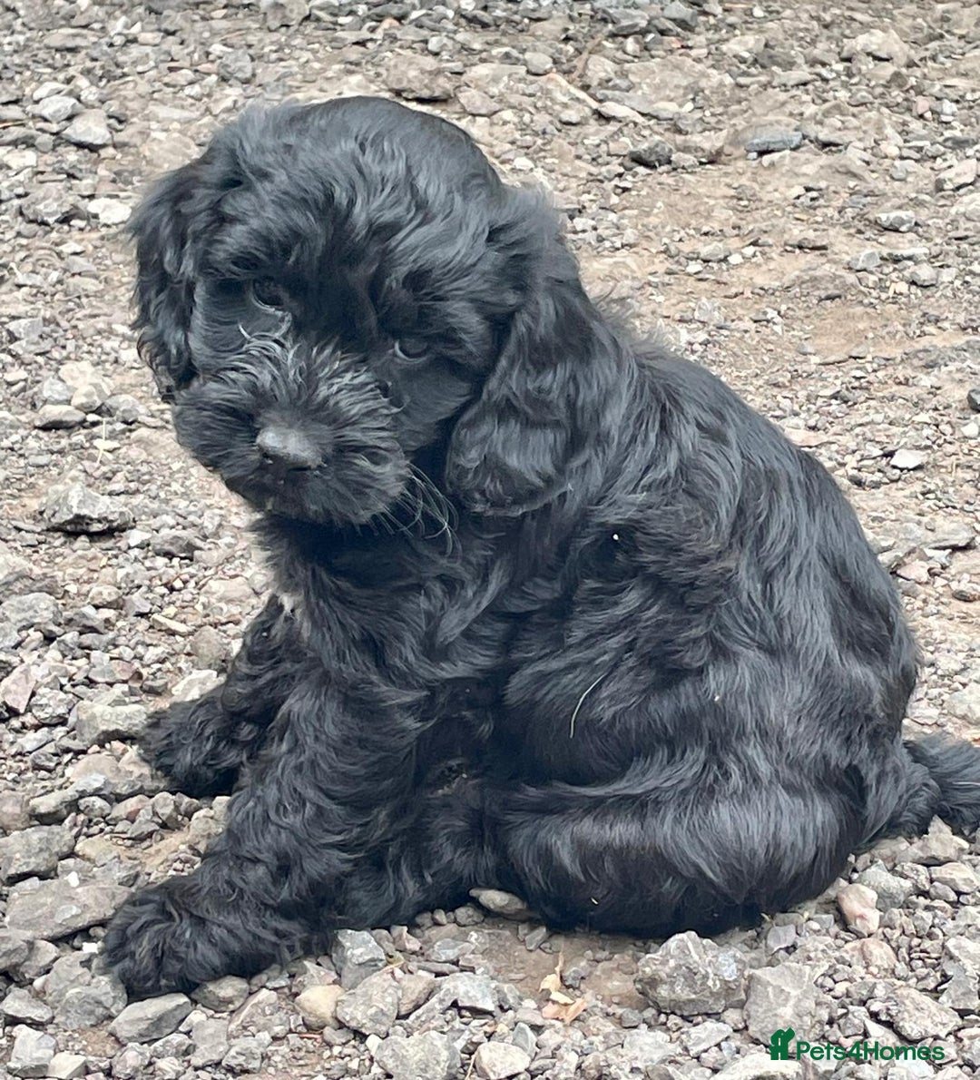 Cockapoo dogs for sale: F1 Miniature Phantom Cockapoos  READY NOW  in Chulmleigh - Image 20