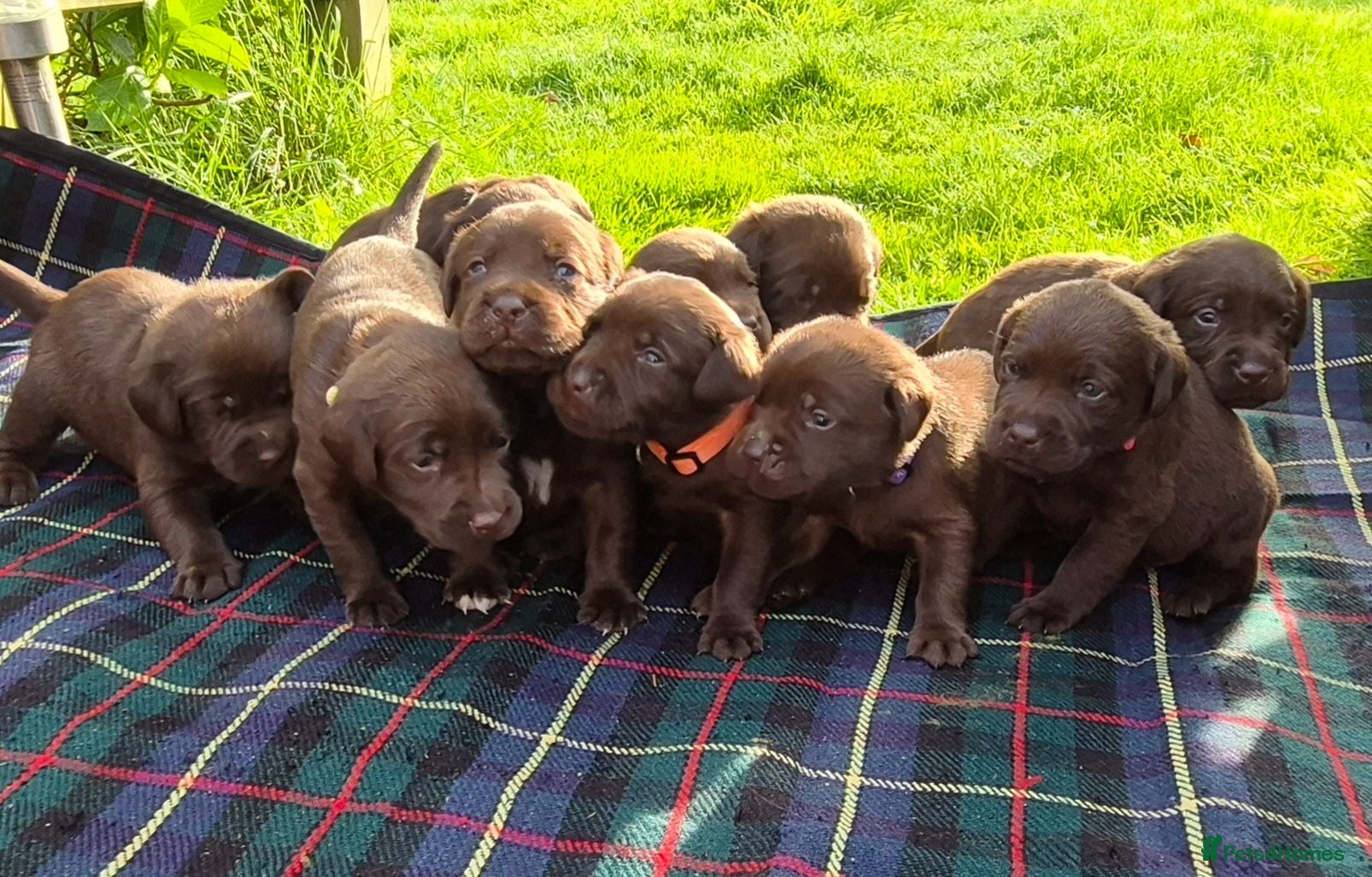 Labrador Retriever dogs Exceptional KC Reg Chocolate Labrador Puppies  - Advert 3