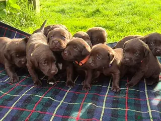 Labrador Retriever dogs Exceptional KC Reg Chocolate Labrador Puppies - Advert 3