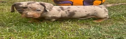 Dachshund dogs for sale: Beautiful, loving, Daschound babies - Advert 31