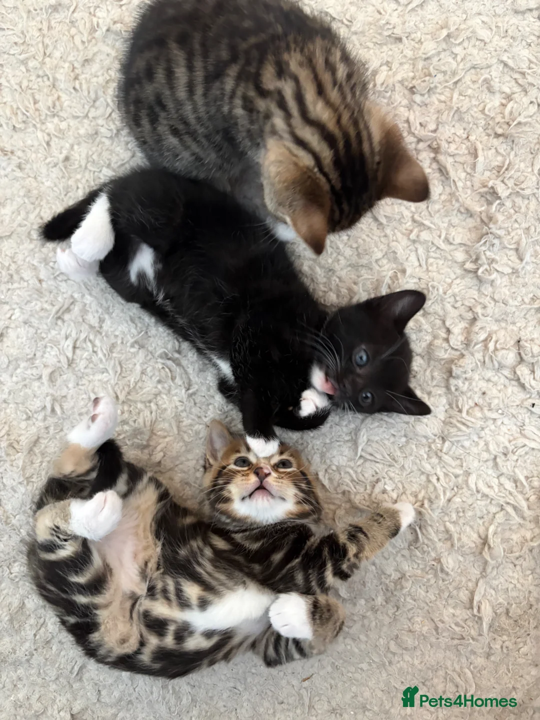 Mixed Breed cats for sale: Gorgeous litter of 6 kittens - Advert 1
