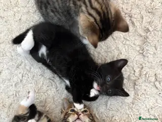 Mixed Breed cats Gorgeous litter of 6 kittens - Advert 1