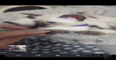 Siamese cats - Advert 13