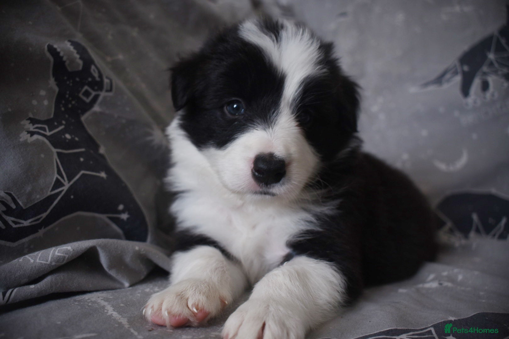 Border Collie dogs for sale: 1 health tested boy left - Advert 8