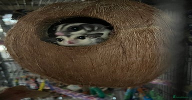 Sugar Glider rodents - Advert 10