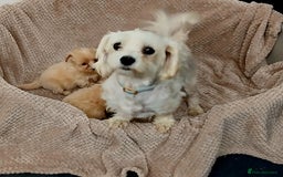 Maltipoo dogs for sale: Tiny Multipoo puppies  - Image 5