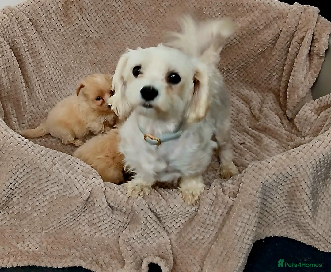 Maltipoo dogs for sale: Tiny Multipoo puppies  - Image 5