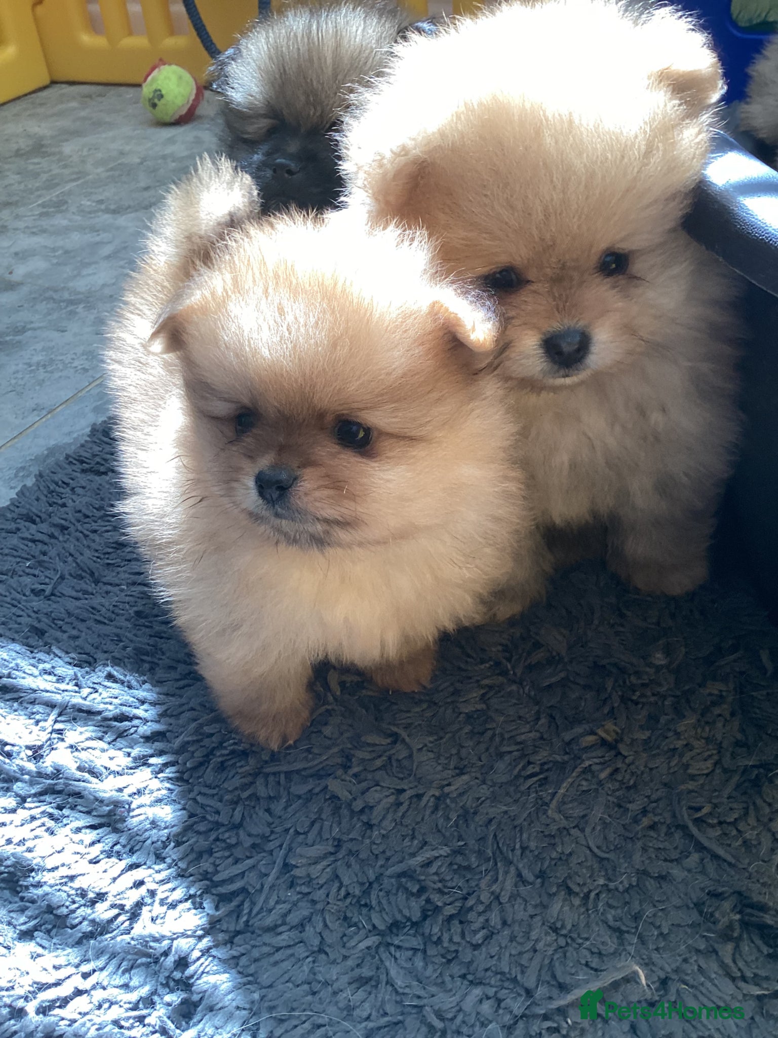 Pomeranian dogs kc reg top quality teddy Pomeranian pups  - Advert 1