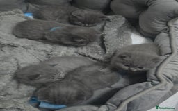 British Shorthair cats for sale: First Litter British Shorthair Pedigree Breed Blue - Image 5