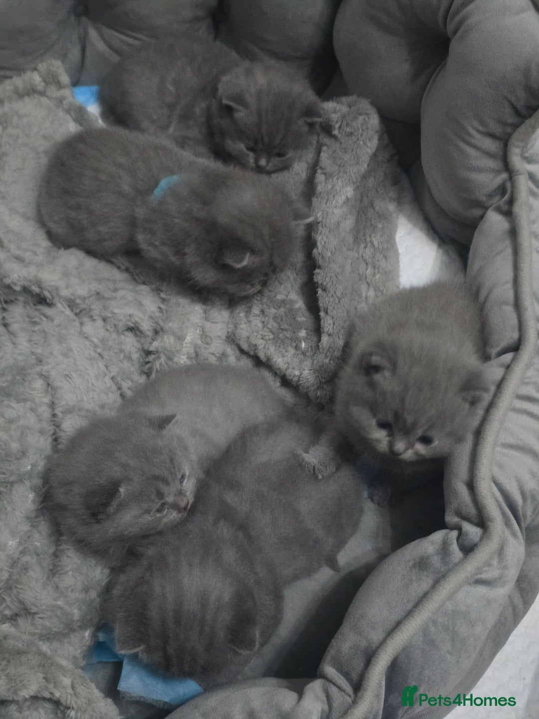 British Shorthair cats for sale: First Litter British Shorthair Pedigree Breed Blue - Image 5