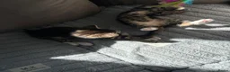 Mixed Breed cats for sale: Beautiful playful kittens ready for loving homes - Advert 4