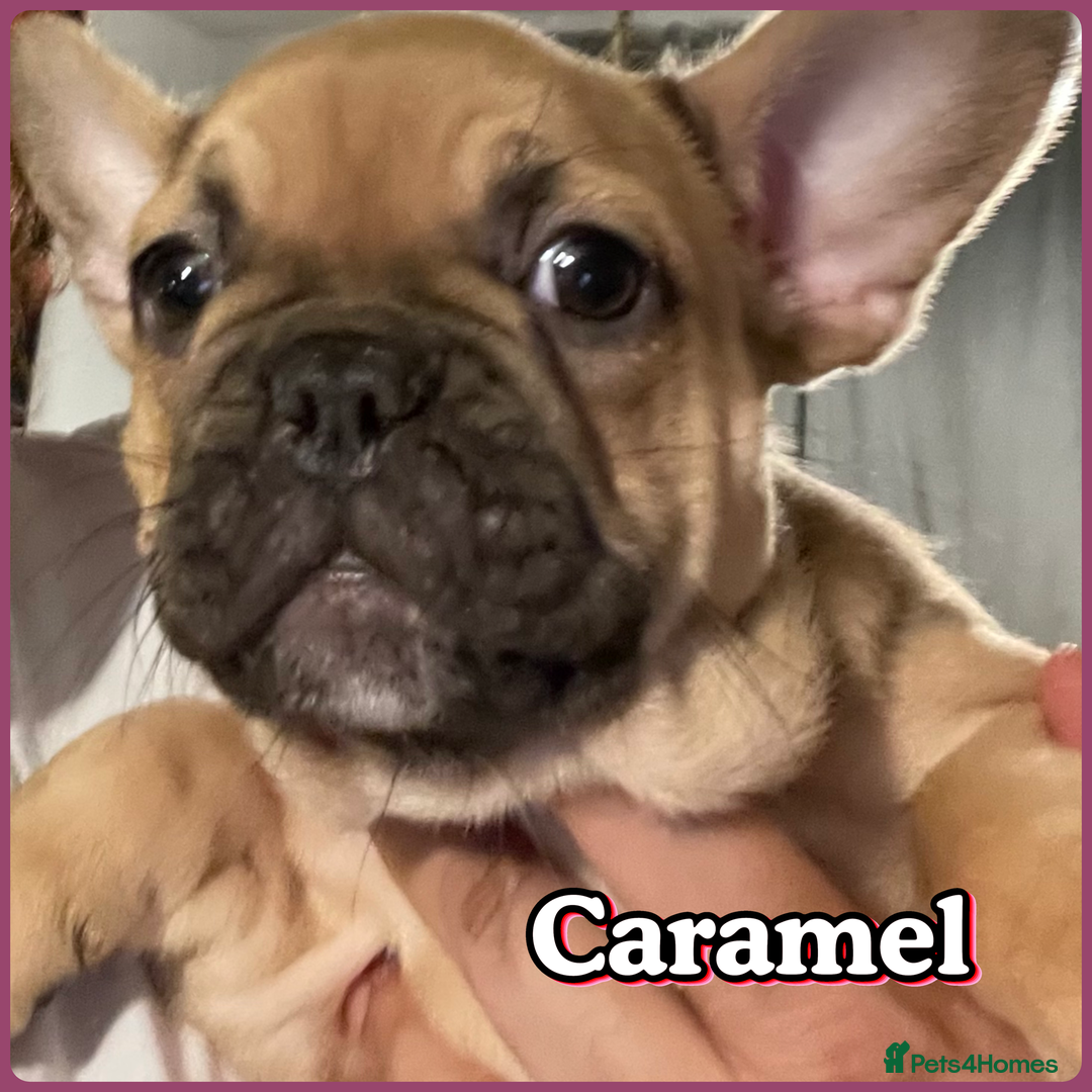French Bulldog dogs for sale: Pedigree  French bulldogs ready to leave  - Image 10
