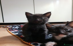 British Shorthair cats for sale: 5 British short hair cross silver bengle kittens - Image 6