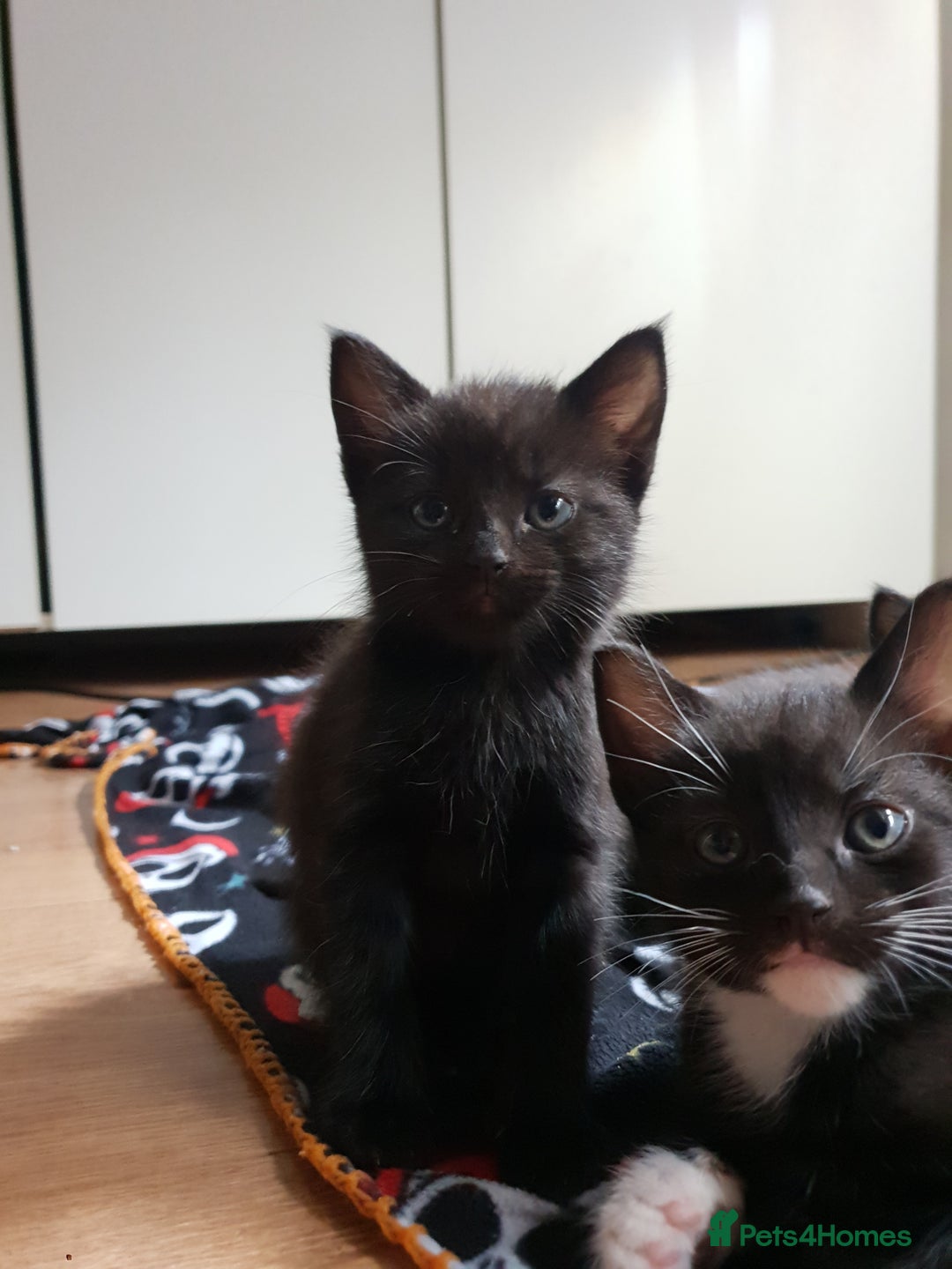 British Shorthair cats for sale: 5 British short hair cross silver bengle kittens - Image 6