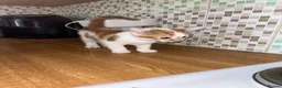 Domestic Shorthair cats for sale: Kittens to a good home  in Peterborough - Advert 4
