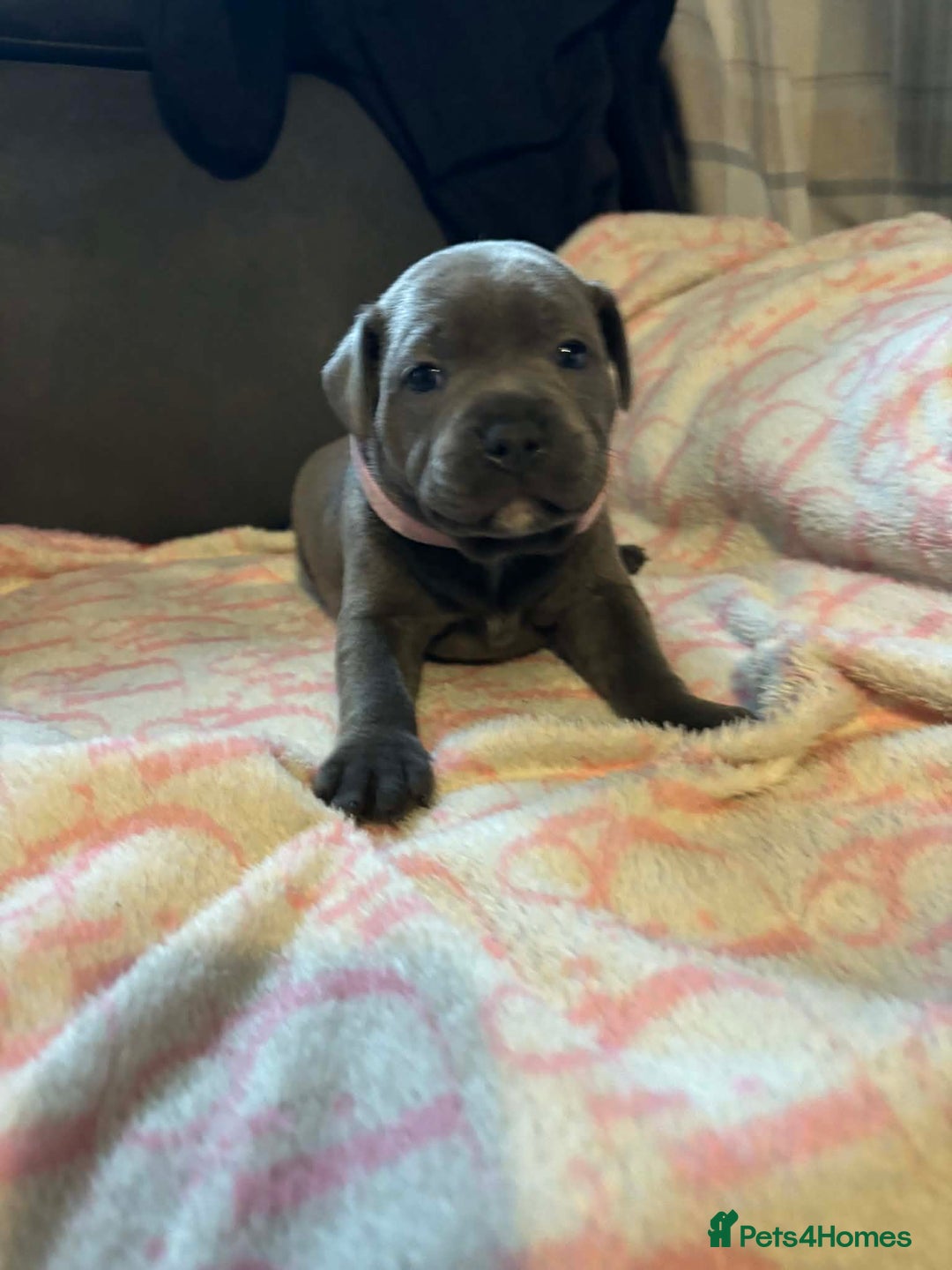 Staffordshire Bull Terrier dogs for sale: Two male four female - Advert 14