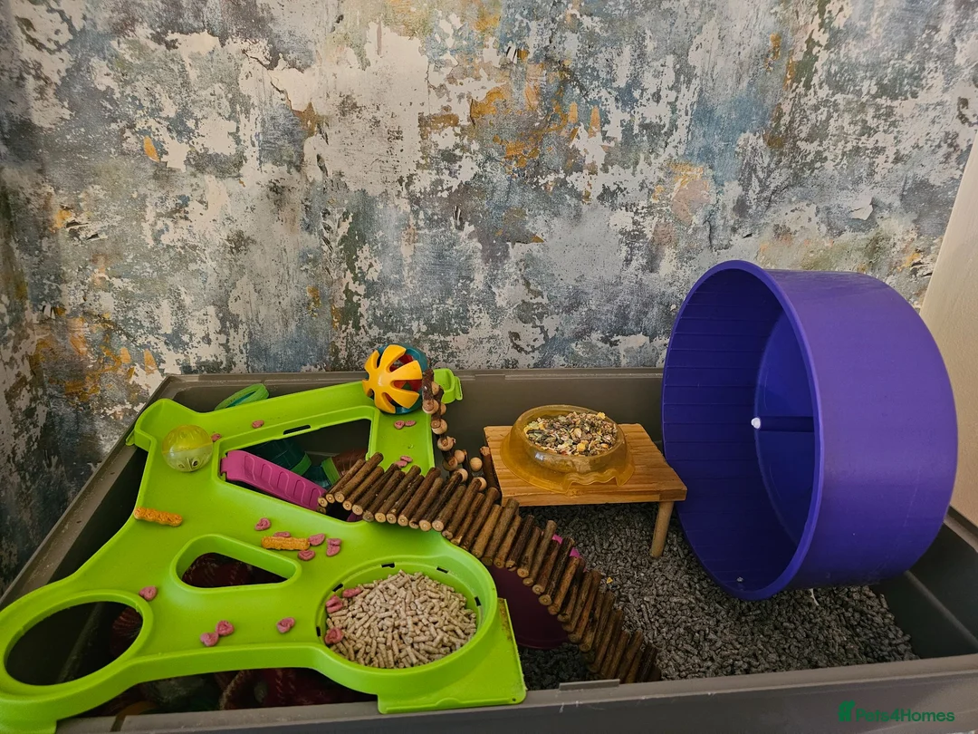 Rat rodents for sale: 2 lovely female rats with cage and accessories  - Advert 10