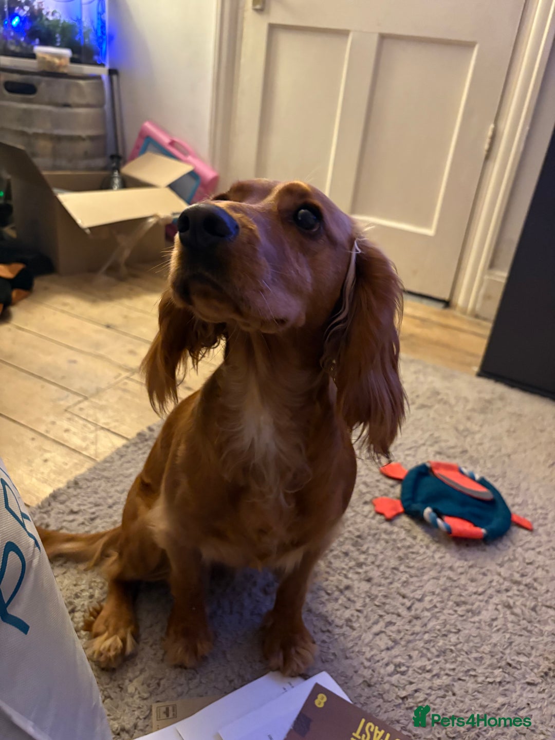 Cocker Spaniel dogs for sale: Cocker spaninel  - Advert 2