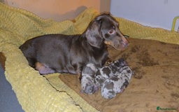 Miniature Dachshund dogs for sale: Beautiful Dachshund puppies  - Image 3