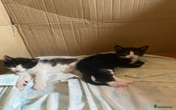 British Shorthair cats for sale: Kittens for sale !! Loving and playful  - Image 14